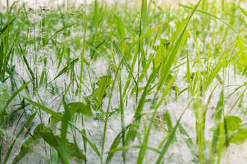 Poplar fluff falls and lies on the green grass. Fluff is a source of allergies. Summer landscape in the city park.