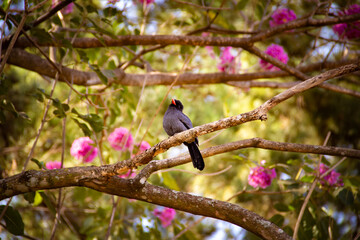 Um pássaro chamado Chora-chuva-preto descansando em um galho florido de ipê rosa. (Monasa...
