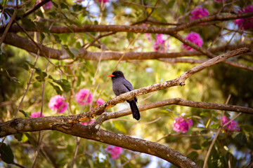 Um pássaro chamado Chora-chuva-preto descansando em um galho florido de ipê rosa. (Monasa nigrifrons)