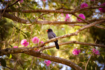 Um pássaro chamado Chora-chuva-preto descansando em um galho florido de ipê rosa. (Monasa nigrifrons)