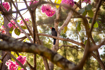 Um pássaro chamado Chora-chuva-preto descansando em um galho florido de ipê rosa. (Monasa...