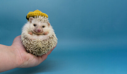 Cute little white African hedgehog rolling while looking at the camera happily in yellow knit hat. Cyan background with space for text © The Cuevax