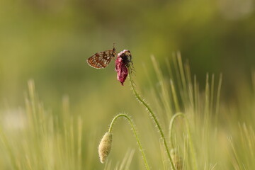 una farfalla su un fiore di papavero