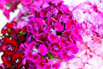 Bouquet of Pink and white Sweet William dianthus flowers