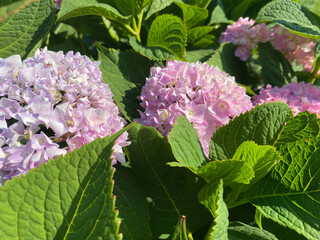 Small purple with pink blooming delicate gartens large-leaved flowers beautiful fluffy unusual exotic plants. The background