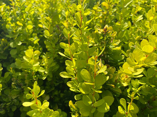 Small green flowering tender barberry bushes Thunberg golden rocket flowers beautiful fluffy unusual exotic plants. The background