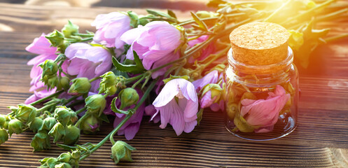 Malva alcea , greater musk-mallow, cut-leaved mallow, vervain mallow or hollyhock mallow fresh flowers collected in meadow. collect herbs for preparation of tincture. mortar to rub flowers.