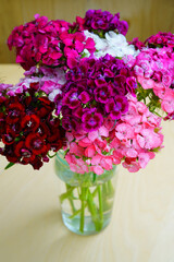 Bouquet of Pink and white Sweet William dianthus flowers