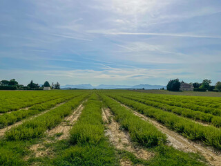 Fototapeta na wymiar O>regano herbs agricultural field in the Provence, herbs of Provence