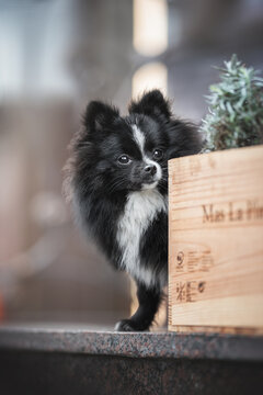 A black-and-white Pomeranian puppy sitting behind a wooden box with greenery on the background of an urban landscape