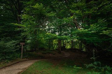Fototapeta na wymiar lush forest way pathway spain