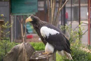 a hawk on a stump