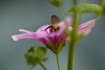 Bumble bee collects pollen in a zebra mallow