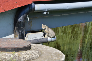 A wild cat without an owner lives under the bridge. Cat. Day.