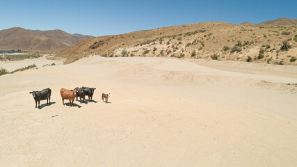 cows moving through the sand in a small group