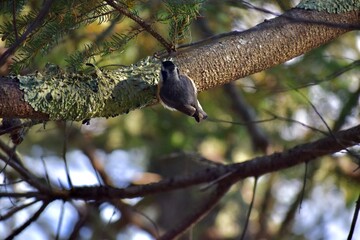 Acadia Woodpecker