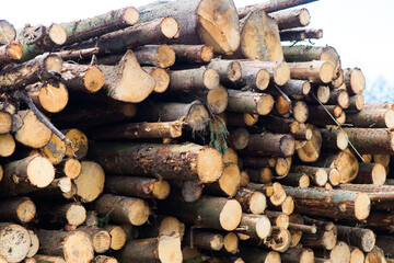 Beech logs, national park, forest lumber. Wood material