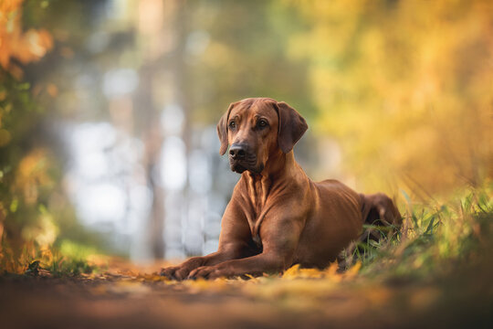 A male Rhodesian Ridgeback lying on the green grass against the background of a bright autumn landscape
