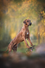 A male Rhodesian Ridgeback standing with its paws on a stump against the background of a bright autumn landscape