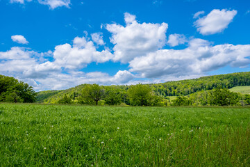 Fototapeta na wymiar Meadow landscape with blue sky - Bubendorf, Switzerland