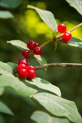 red berries on a branch
