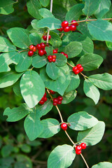 holly berries on a branch