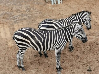 Fototapeta na wymiar zebra in the zoo in Abu Dhabi, UAE. 