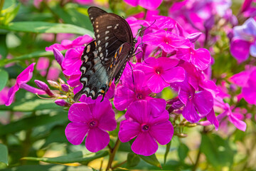 Black swallowtail butterfly perched on bright pink phlox flowers in garden