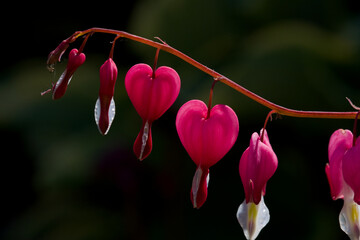 Lamprocapnos spectabilis, bleeding heart or fallopian buds. Flowers