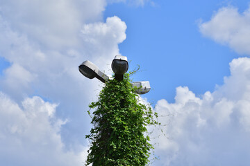 Virginia creeper and other climbers grow on the old street lamp. Summer. Day.