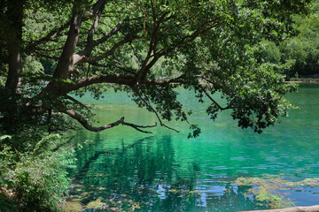 bent tree on the small lake of sinizzo abruzzo