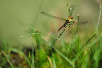 green alibellula clinging to a blade of grass