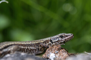 Portrait of a Common Wall Lizard (Podarcis muralis)