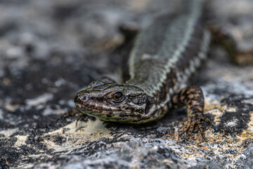 Portrait of a Common Wall Lizard (Podarcis muralis)