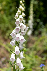 Close up of a white foxglove flower in bloom