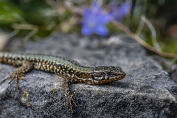 Portrait of a Common Wall Lizard (Podarcis muralis)