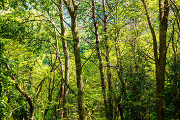 Fototapeta na wymiar green beech forest background