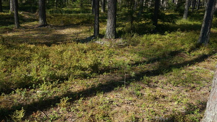 nature of karelia pine forest