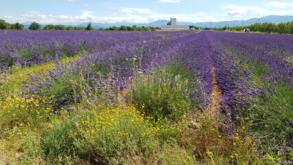 Obraz premium field of lavender