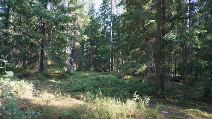 Fototapeta na wymiar nature of the leningrad region pine forest