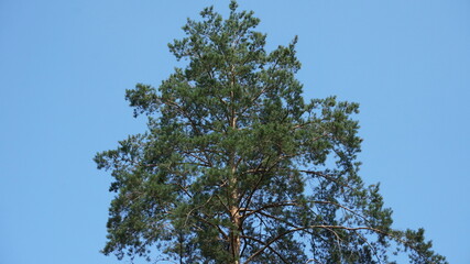 nature of karelia pine forest and sky