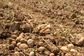 harvesting potatoes on an agricultural field