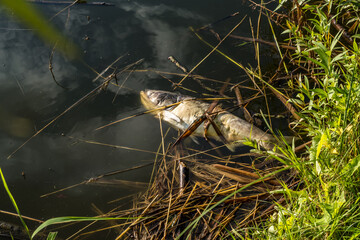 dead rotten fish on shore of polluted lake. ecological disaster and pestilence of silver carp
