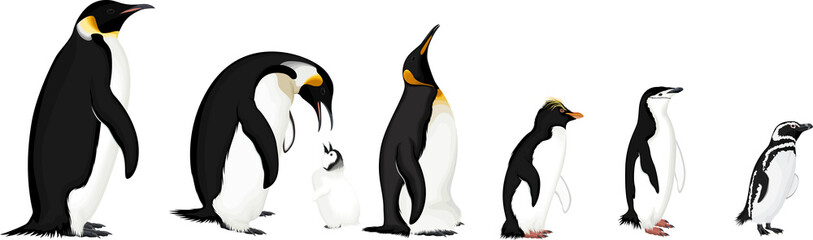 vector set of penguins: Magellanic,  Chinstrap, Macaroni, Emperor and King penguin - obrazy, fototapety, plakaty