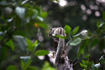 Squirrels are members of the family Sciuridae, a family that includes small or medium-size rodents. 
 The squirrel family includes tree squirrels, ground squirrels, chipmunks, marmots, flying squirrel