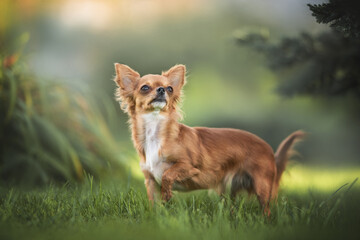 Funny female red Chihuahua playing in the green grass on the background of a summer landscape