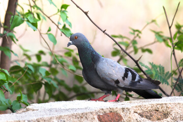Indian Pigeon OR Rock Dove - The rock dove, rock pigeon, or common pigeon is a member of 
 the bird family Columbidae. In common usage, this bird is often simply referred to as the pigeon