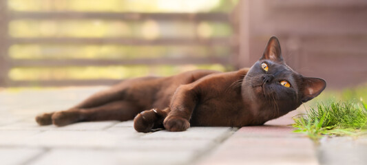 Burmese cat lying outdoor and looking with big orange eyes.