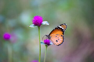 Danaus chrysippus, also known as the plain tiger, African queen, or African monarch, is a medium-sized butterfly widespread in Asia,  Australia and Africa. It belongs to the Danainae subfamily of the 
