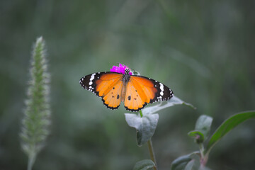 Danaus chrysippus, also known as the plain tiger, African queen, or African monarch, is a medium-sized butterfly widespread in Asia,  Australia and Africa. It belongs to the Danainae subfamily of the 